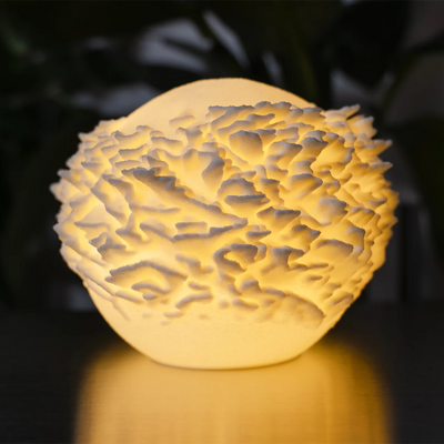 O14s - Plate Coral